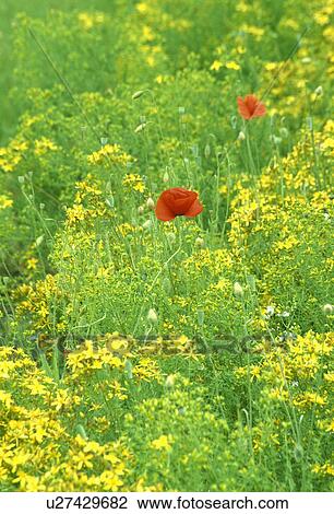 Stock Image - papaver, summer, red, ragwort, senecio jacobaea, poppy, plants. Fotosearch