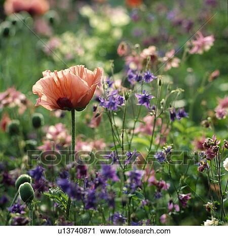Pastel coloured aquilegias and poppies in a spring border View Large Photo Image Stock Image -  Pastel coloured aquilegias and poppies in a spring border. Fotosearch