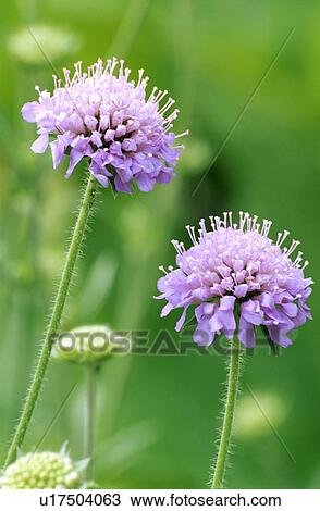 Stock Image - pastel, hr 691, purple, wild, scabious, summer, plants. Fotosearch
