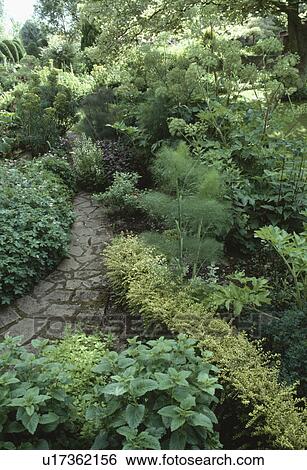 Stock Photograph - Path through small herb border with low hedge separating mint and angelica. Fotosearch