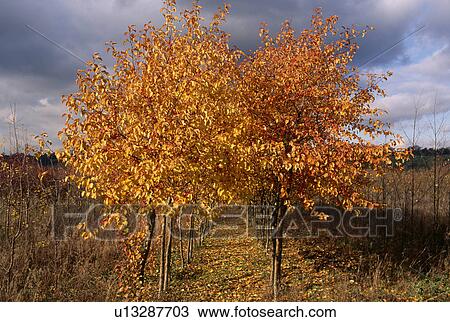 Stock Image - Path through trees in woodland garden in Autumn. Fotosearch