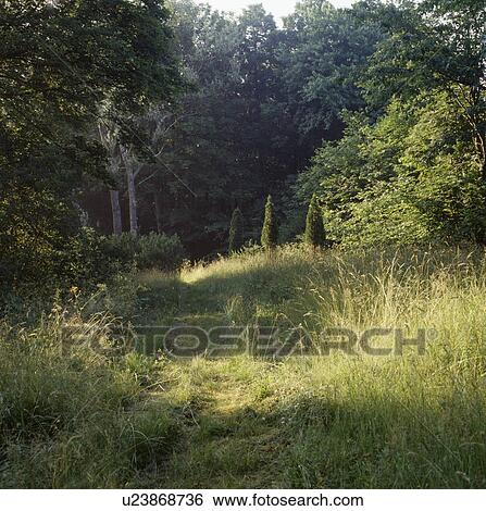Stock Photograph -  Path through wild country garden. Fotosearch