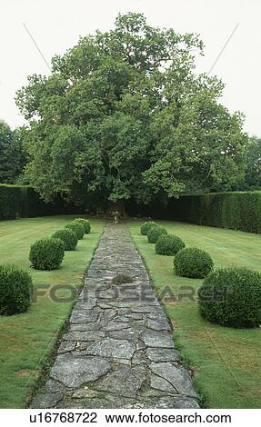 Stock Image - Paved path between clipped box shrubs on lawn in large country garden in summer. Fotosearch