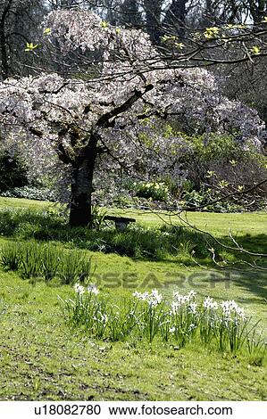 Stock Image - Pear tree with white blossom in Spring country garden with white daffodils. Fotosearch