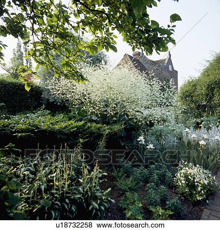 Perennials in white themed border in large country garden in summer View Large Photo Image Stock Photo - Perennials in white themed border in large country garden in summer. Fotosearch