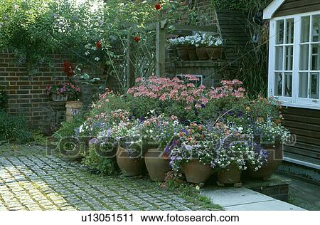 Pink alstroemeria and flowering plants on paving in front of country house in summer View Large Photo Image Stock Image - Pink alstroemeria and flowering plants on paving in front of country house in summer. Fotosearch