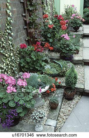Stock Photograph - Pink and red geraniums in pots beside gravel and paving path by the side of a house. Fotosearch