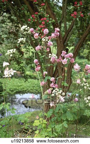 Pink aquilegia and small tree in country garden in summer View Large Photo Image Stock Photo - Pink aquilegia and small tree in country garden in summer. Fotosearch