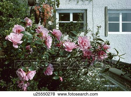Pink camellia "Donation" in front garden View Large Photo Image Stock Photo - Pink camellia "Donation" in front garden. Fotosearch