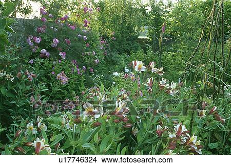Pink climbing roses and pink alstroemeria in flower border of country garden in summer View Large Photo Image Picture - Pink climbing roses and pink alstroemeria in flower border of country garden in summer. Fotosearch