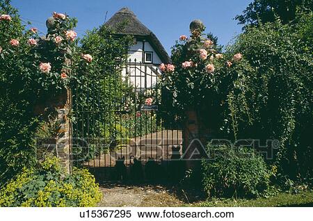 Stock Photography - Pink climbing roses on wall with wrought-iron garden gate and path to thatched white country cottage. Fotosearch