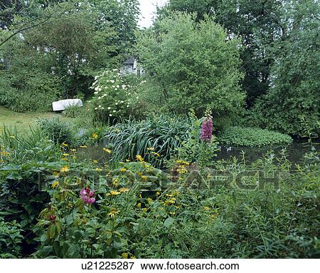 Stock Photo - Pink foxgloves and yellow rudbeckia growing along river bank in country garden . Fotosearch