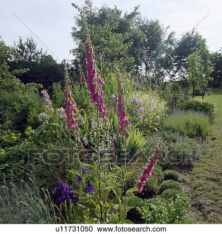 Pink foxgloves in border in country garden in summer View Large Photo Image Stock Image - Pink foxgloves in border in country garden in summer. Fotosearch