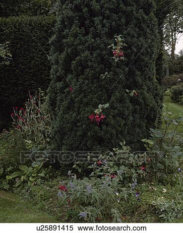 Pink fuchsia on yew tree View Large Photo Image Stock Photography - Pink fuchsia on yew tree. Fotosearch