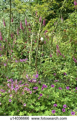 Stock Photograph - Pink geranium in woodland garden. Fotosearch