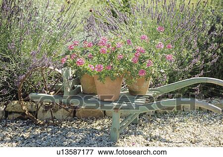 Pink geraniums in pots on wooden barrow View Large Photo Image Stock Photo - Pink geraniums in pots on wooden barrow. Fotosearch