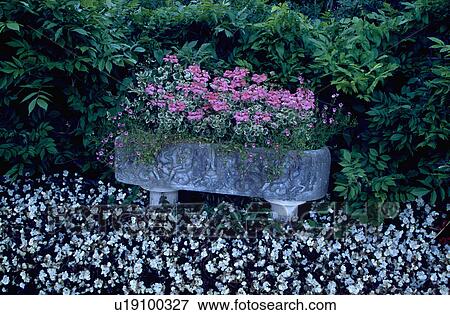 Pink geraniums in stone sink underplanted with violas View Large Photo Image Stock Photo - Pink geraniums in stone sink underplanted with violas. Fotosearch