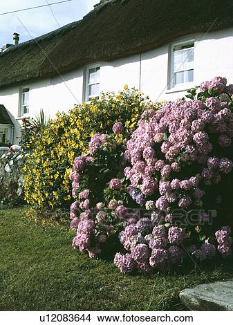 Picture - Pink hydrangea and yellow hypericum in garden border in front of white cottage with thatched roof. Fotosearch