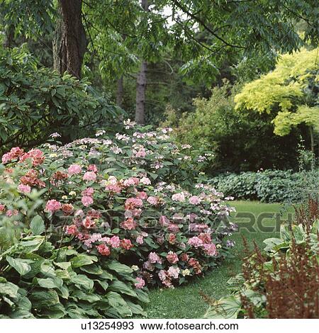Pink hydrangeas in border of large garden in summer View Large Photo Image Stock Image - Pink hydrangeas in border of large garden in summer. Fotosearch