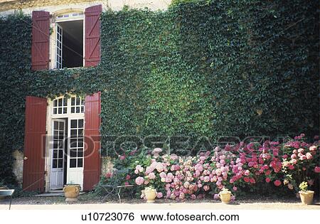 Pink hydrangeas in front of traditional country house in France with climbing ivy and red shutters View Large Photo Image Stock Photograph - Pink hydrangeas in front of traditional country house in France with climbing ivy and red shutters. Fotosearch