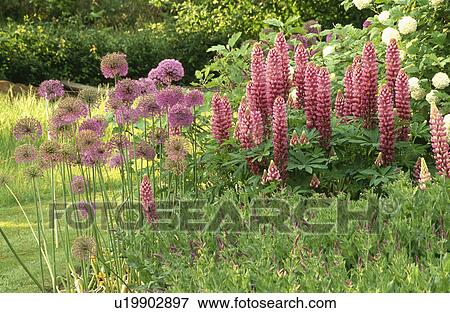 Pink lupins and purple alliums in herbaceous border in large country garden in summer View Large Photo Image Stock Photo - Pink lupins and purple alliums in herbaceous border in large country garden in summer. Fotosearch