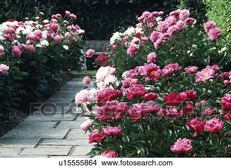 Picture - Pink paeonies in summer borders on either side of paved stone path. Fotosearch