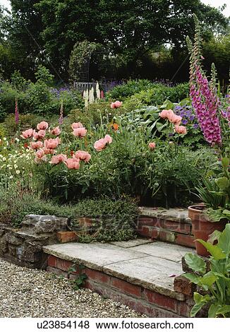 Pink papaver orientalis and pink digitalis in summer garden borders on either side of stone and brick steps View Large Photo Image Stock Photo - Pink papaver orientalis and pink digitalis in summer garden borders on either side of stone and brick steps. Fotosearch
