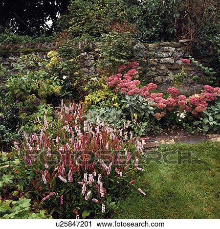 Pink perennials in herbaceous border in country garden in summer View Large Photo Image Stock Image - Pink perennials in herbaceous border in country garden in summer. Fotosearch