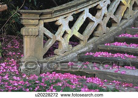 Stock Image - Pink petals on stone steps with stone ballustrade in country garden in summer. Fotosearch
