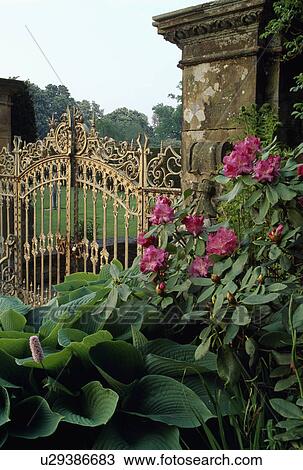 Stock Image - Pink rhododendron beside ornate metal gates with view of large country garden. Fotosearch