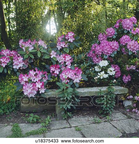 Pink rhododendrons above old stone bench in woodland country garden in spring View Large Photo Image Stock Image - Pink rhododendrons above old stone bench in woodland country garden in spring. Fotosearch