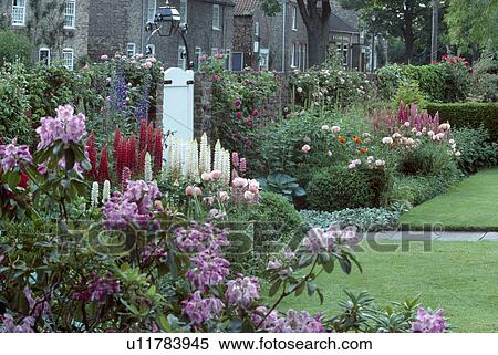 Stock Photography - Pink rhododendrons and red lupins with pink orinetal poppies in summer border in walled town garden with white gate . Fotosearch