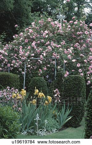 Pink rosa "Albertine" on metal gazebo in summer garden with yellow and mauve irises in border View Large Photo Image Picture - Pink rosa "Albertine" on metal gazebo in summer garden with yellow and mauve irises in border. Fotosearch
