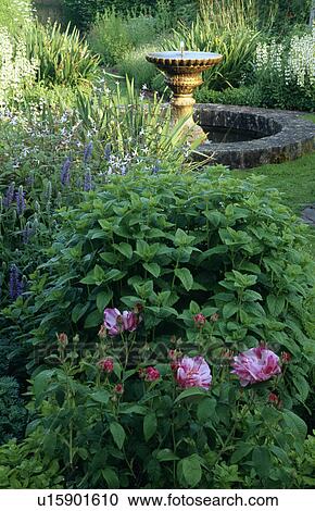 Stock Image - Pink roses in border beside circular pond and fountain in country garden. Fotosearch