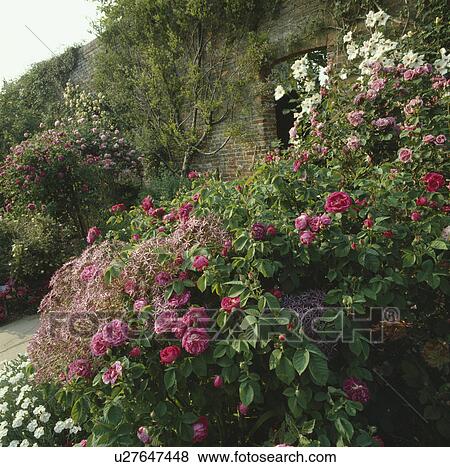 Pink roses in scented country garden in summer View Large Photo Image Stock Photo - Pink roses in scented country garden in summer. Fotosearch