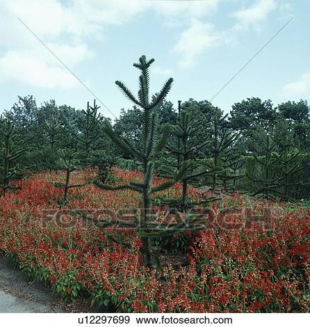 Plantation of young monkey puzzle trees underplanted with annual red salvias View Large Photo Image Stock Photo - Plantation of young monkey puzzle trees underplanted with annual red salvias. Fotosearch
