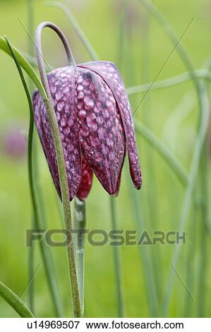 plants, flower View Large Photo Image Stock Photo - plants, flower. Fotosearch