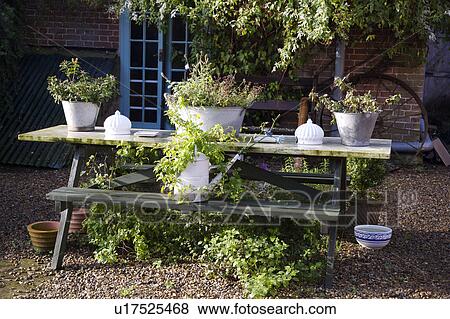 Plants in metal containers on table on gravelled courtyard View Large Photo Image Stock Photo - Plants in metal containers on table on gravelled courtyard. Fotosearch