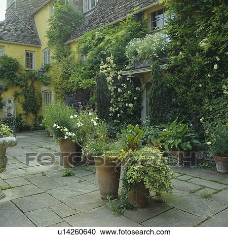 Stock Image - Plants in tall terrcotta pot on paved terrace in front of pastel yellow country house with cream climbing roses and wisteria. Fotosearch