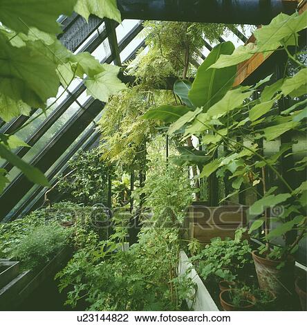Stock Image - Plants inside greenhouse. Fotosearch