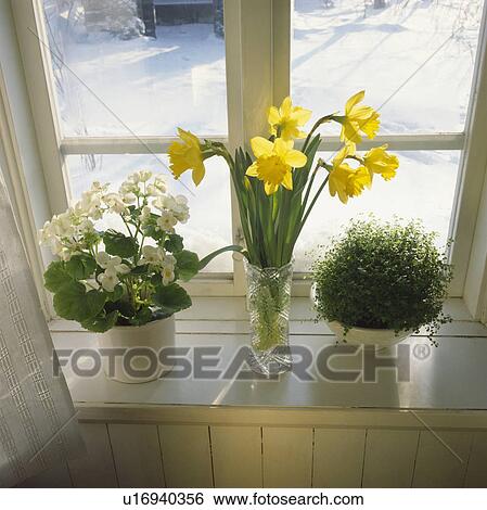 Stock Photograph - plants, interior, detail, window, flowers, interiors. Fotosearch