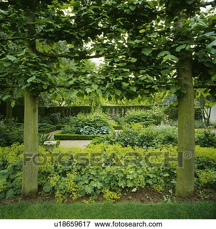 Pleached trees in country garden in summer View Large Photo Image Stock Photo - Pleached trees in country garden in summer. Fotosearch