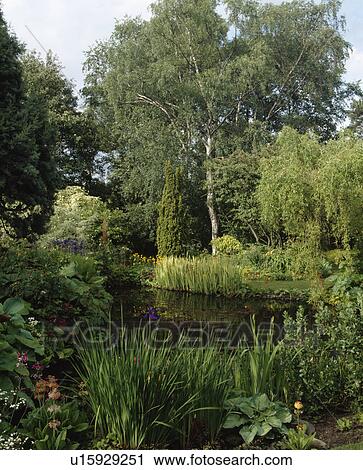 Pone and trees in large country garden Large tree in country garden in summer View Large Photo Image Stock Image - Pone and trees in large country garden Large tree in country garden in summer. Fotosearch