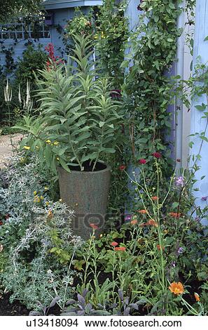 Pot in summer flowering garden border View Large Photo Image Picture - Pot in summer flowering garden border. Fotosearch