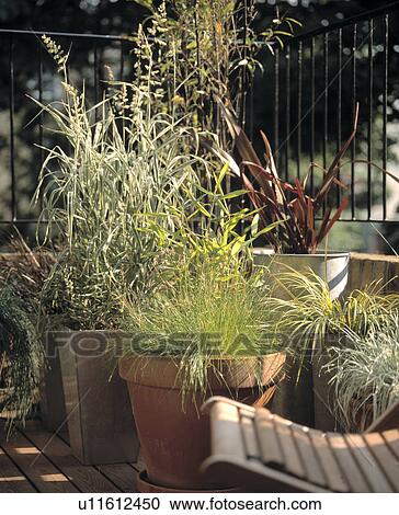 Stock Image - Pots of grasses on a sunny balcony.. Fotosearch