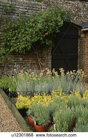 Pots of lavender in walled country garden View Large Photo Image Stock Photo - Pots of lavender in walled country garden. Fotosearch