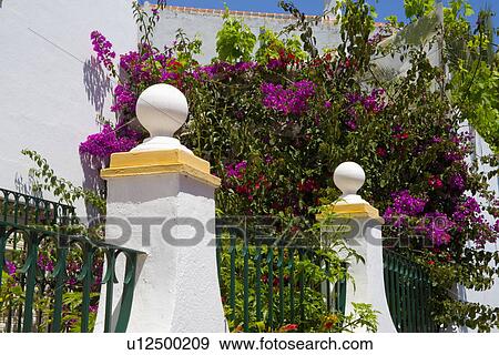 Purple bougainvillea in garden of Spanish townhouse behind iron railings and white pillars View Large Photo Image Stock Photo - Purple bougainvillea in garden of Spanish townhouse behind iron railings and white pillars. Fotosearch