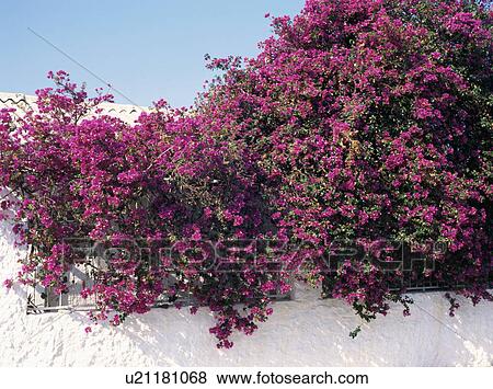 Purple bougainvillea on whitewashed wall View Large Photo Image Stock Photo - Purple bougainvillea on whitewashed wall. Fotosearch