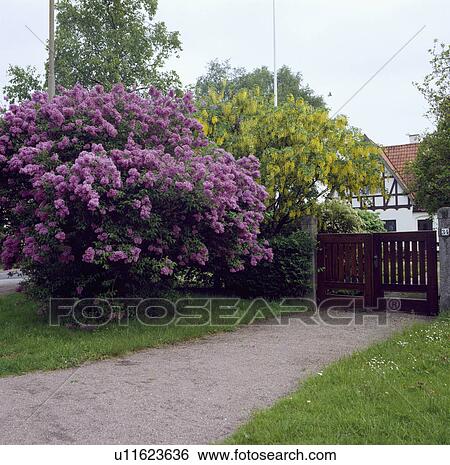 Purple lilac and yellow laburnum beside wooden garden gate View Large Photo Image Stock Photograph - Purple lilac and yellow laburnum beside wooden garden gate. Fotosearch