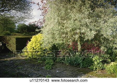 Pyrus "Salicifolia Pendula" in spring border in country gardwn with mossy paving View Large Photo Image Stock Image - Pyrus "Salicifolia Pendula" in spring border in country gardwn with mossy paving. Fotosearch